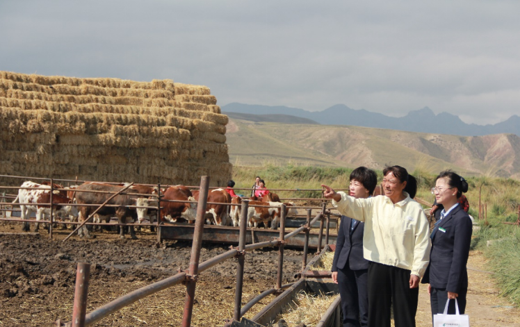 古浪县肉羊养殖场