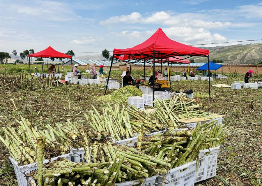 新街回族乡改土后的梯田