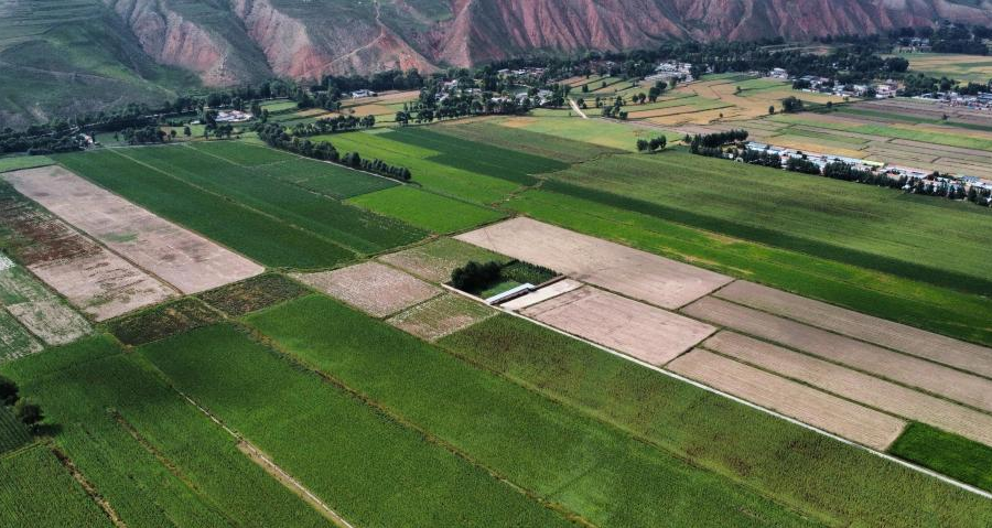 新街回族乡的蔬菜种植地