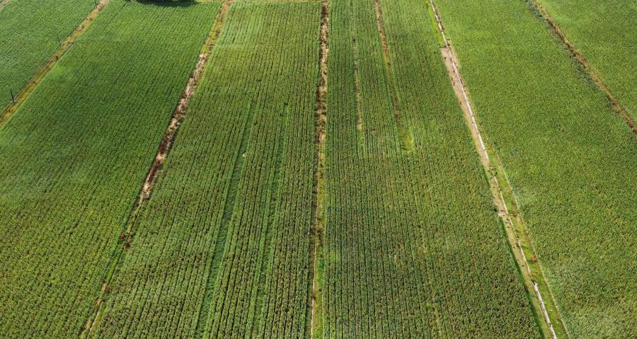 新街回族乡的蔬菜加工车间