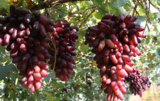 华北产区葡萄种植