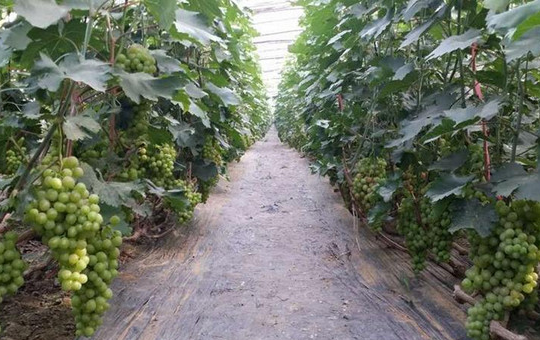 西北产区葡萄种植