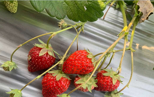 隋珠草莓
