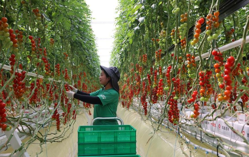 示范园产品销售