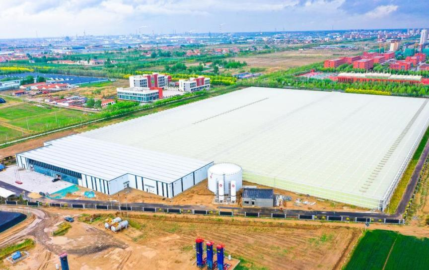 示范园番茄种植