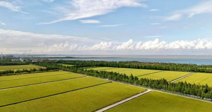 罗泾高标准农田