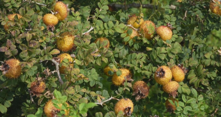 黔西南刺梨基地