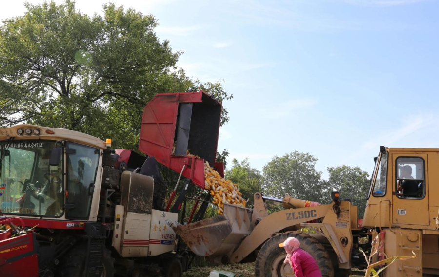 灵台县邵寨镇黎家河村玉米收割景象
