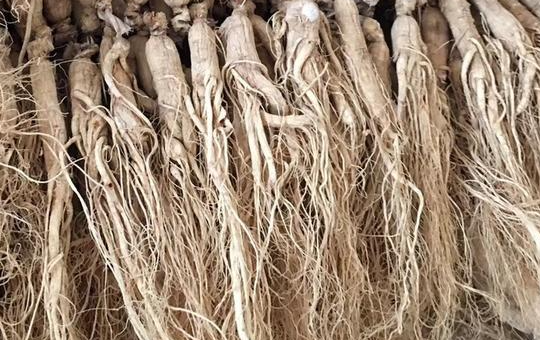 长白山人参相关图片