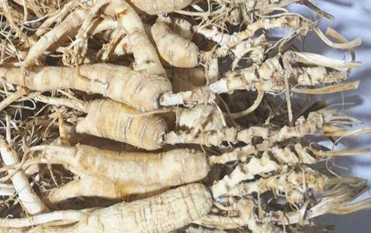 长白山人参相关图片