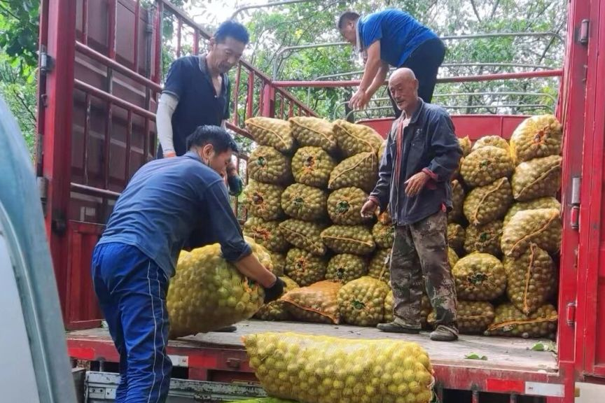 白马滩镇核桃丰收景象