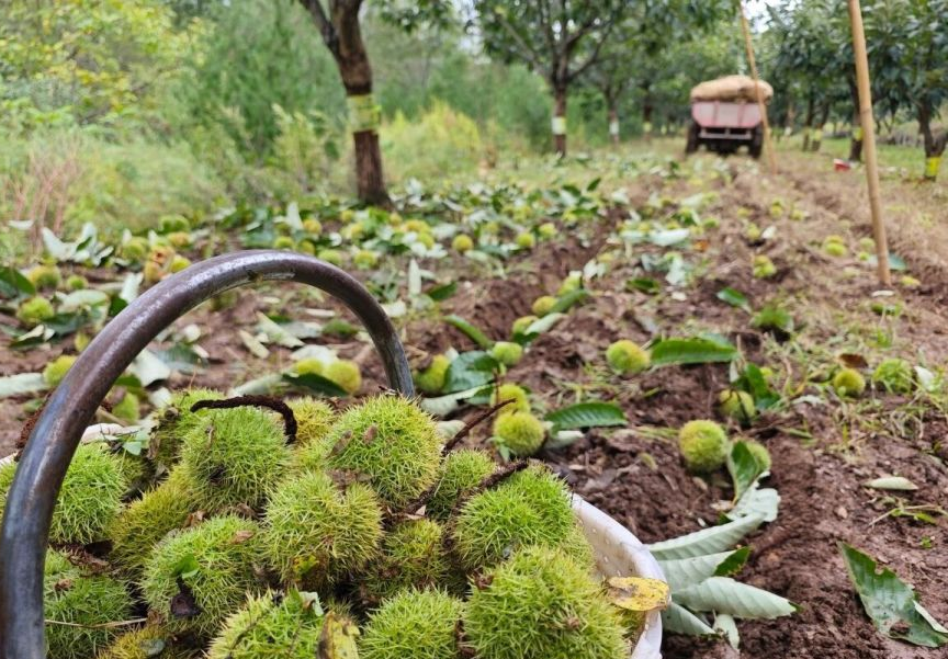 白马滩镇毛栗子采收景象