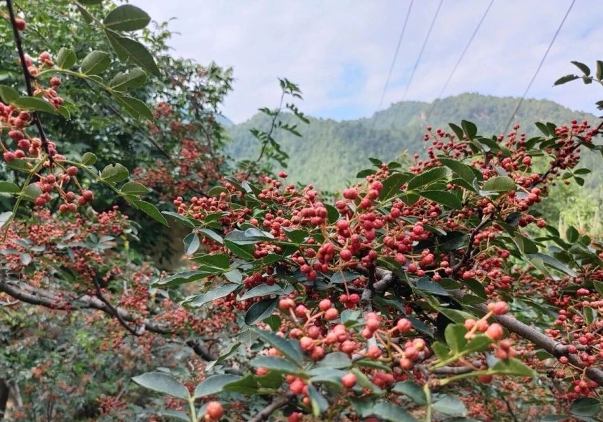 白马滩镇花椒丰收景象