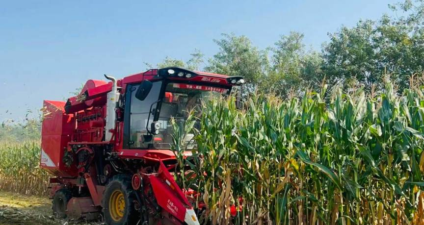 中丁乡盐碱地治理成果