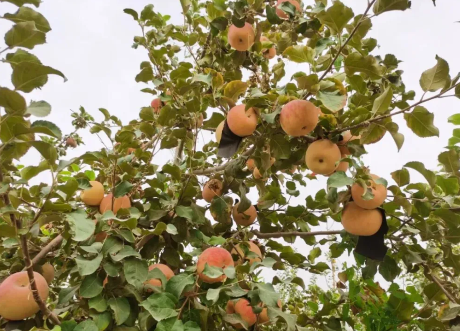 泽普县:特色农业铺就乡村振兴富民路