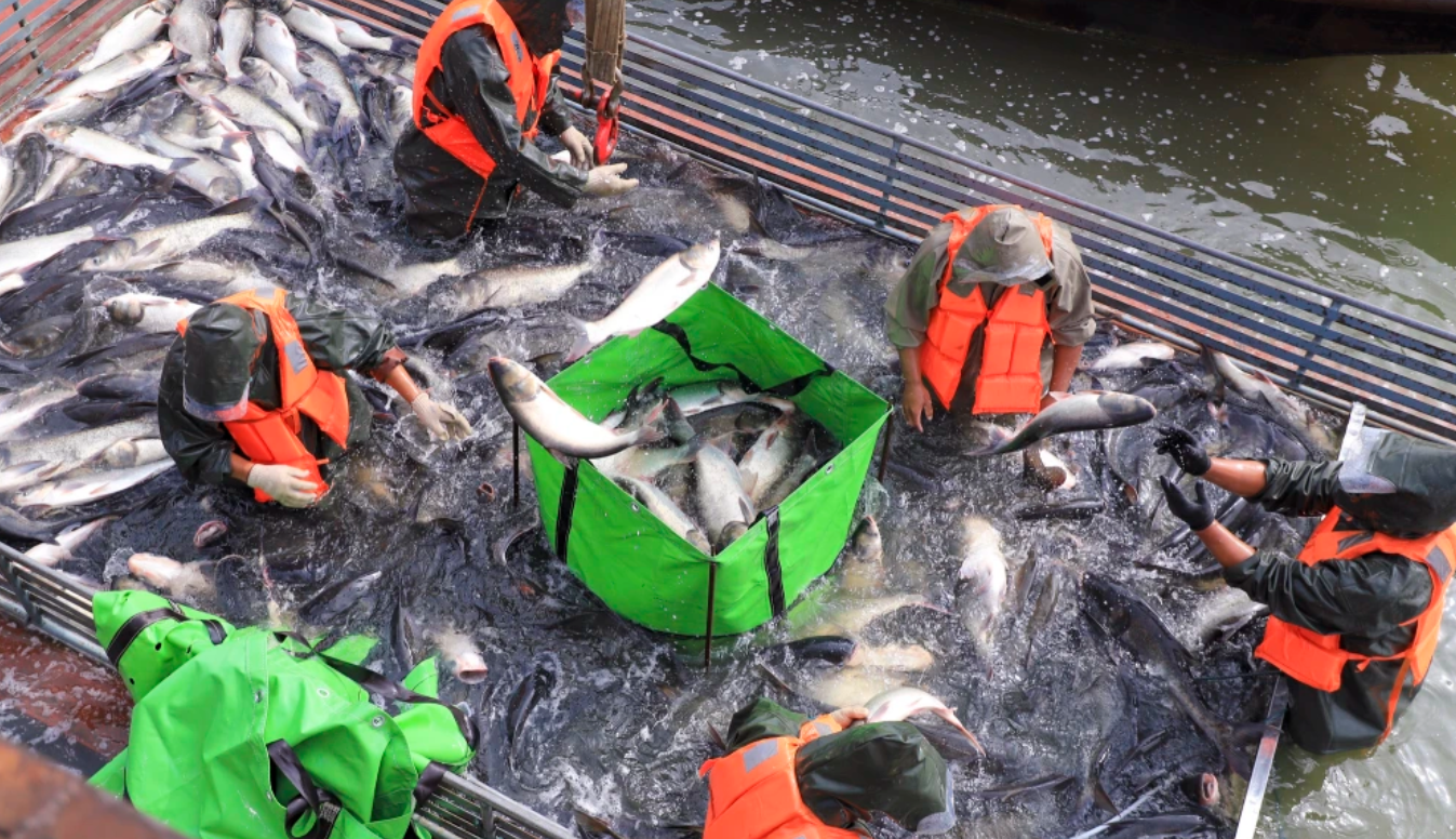 江西湖口:以 “生态优先” 养出 “水中黄金”,鱼跃人欢背后的绿色发展逻辑