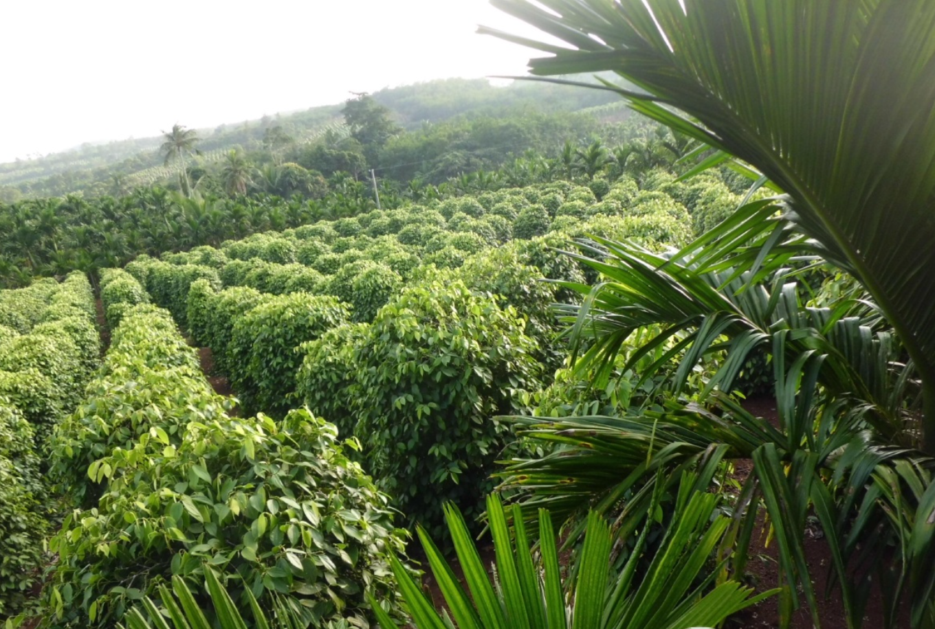 白胡椒成熟期全解析