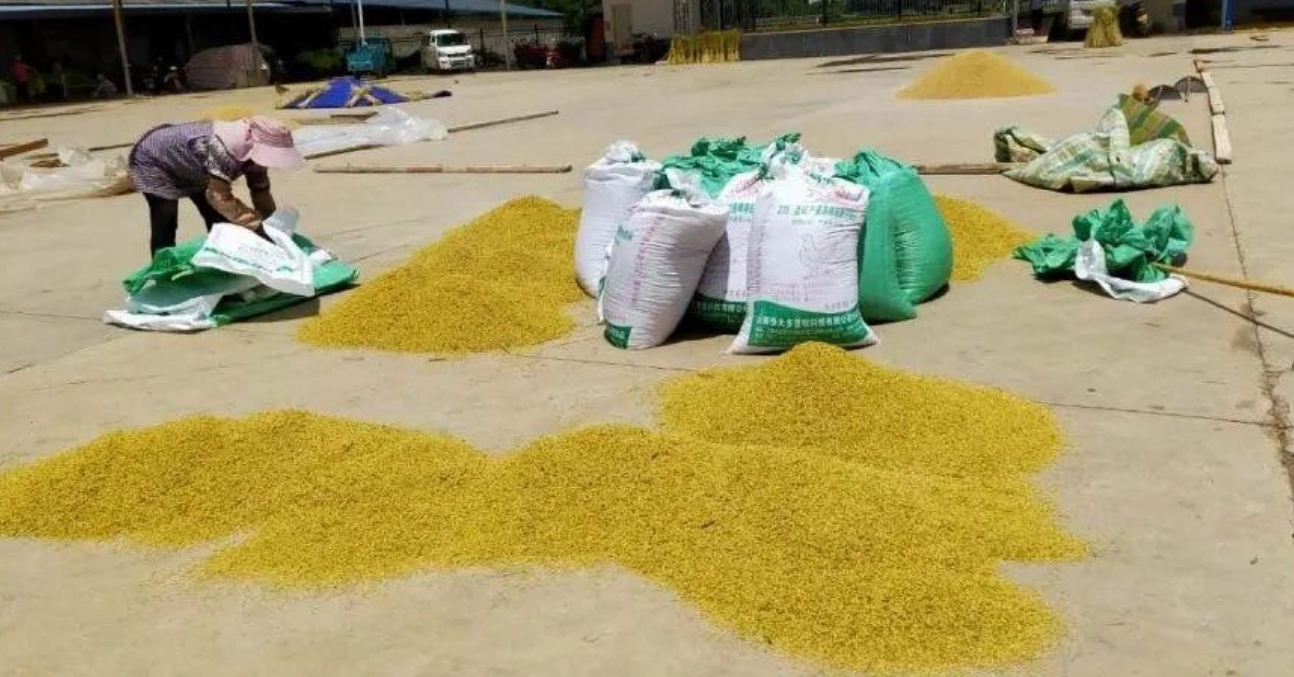 自家储存稻谷、小麦如何控制水分和防治虫害?