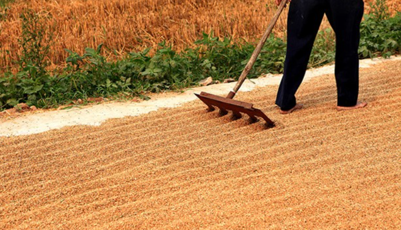 自家储存稻谷、小麦如何控制水分和防治虫害?