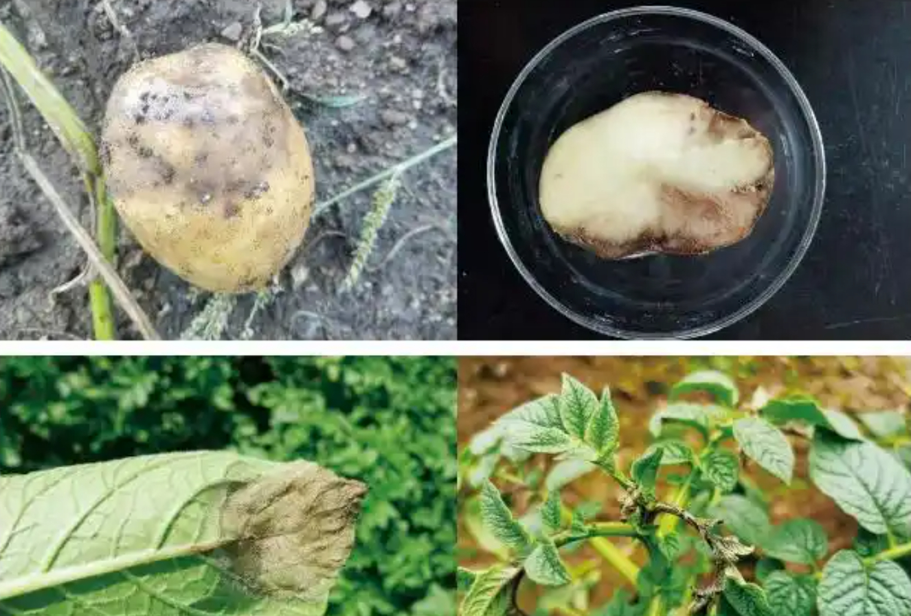 马铃薯晚疫病重发区在哪？