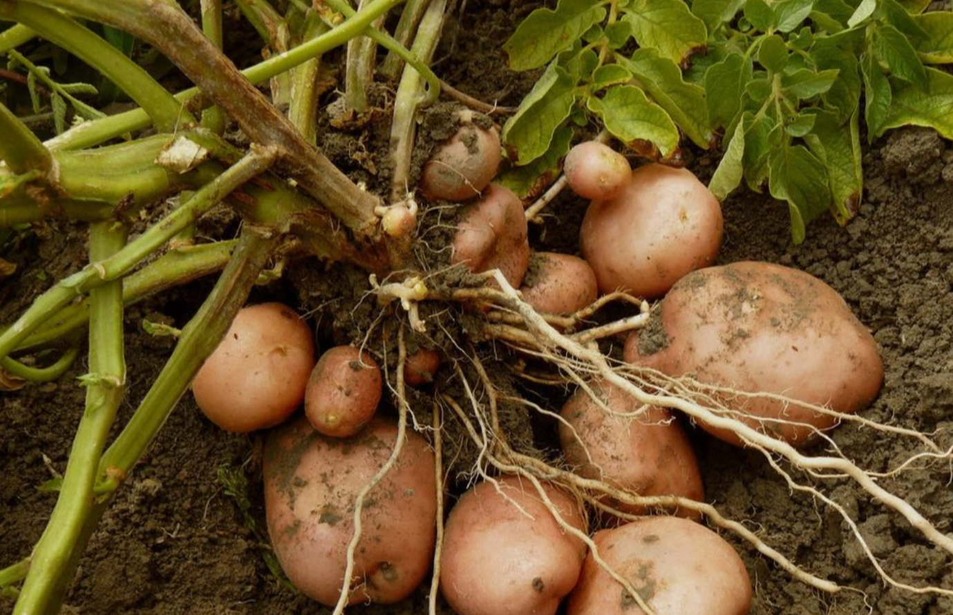 马铃薯晚疫病重发区在哪？