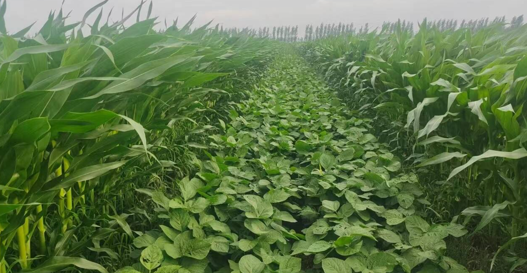 大豆玉米带状复合种植