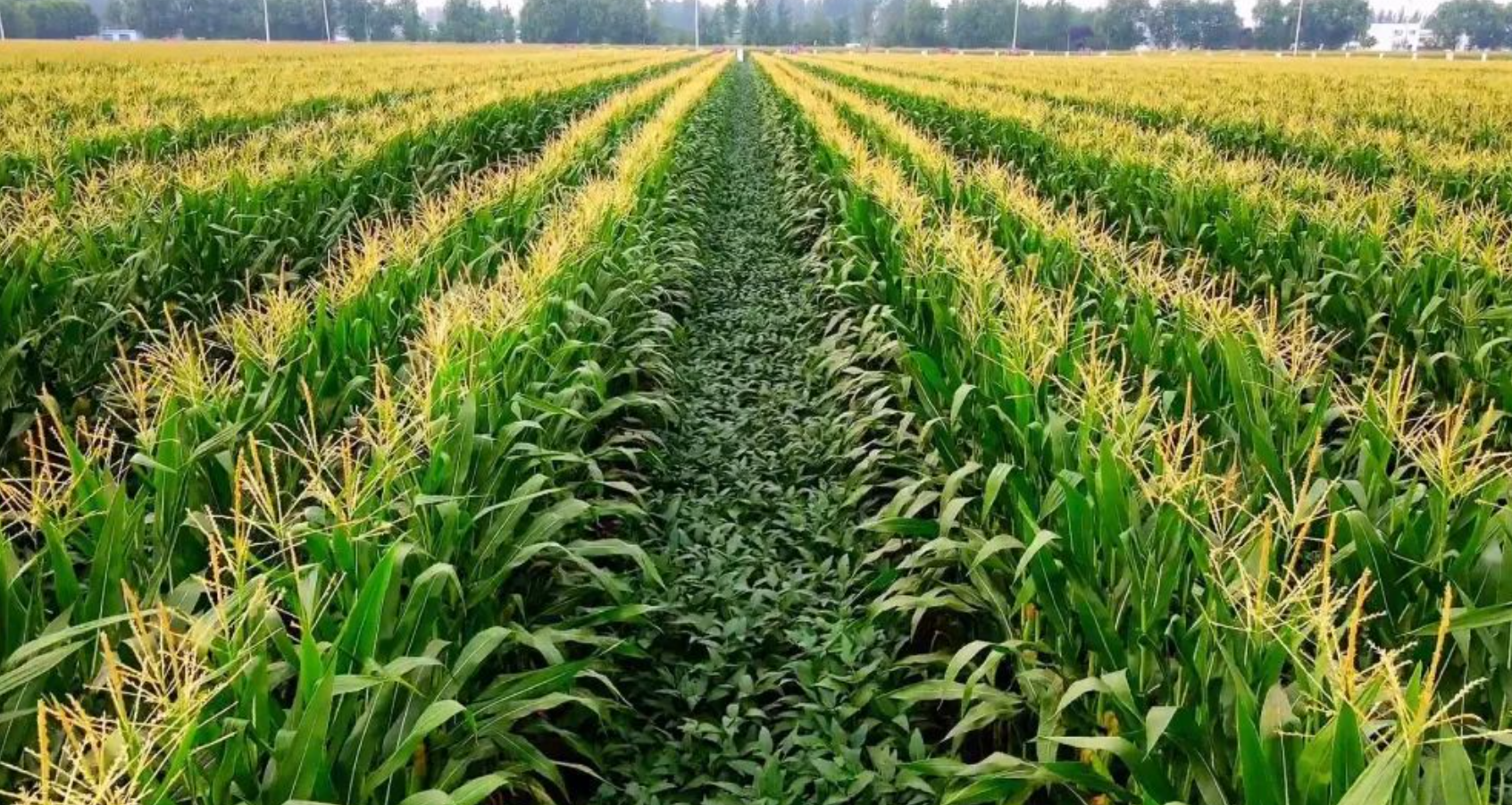 大豆玉米带状复合种植