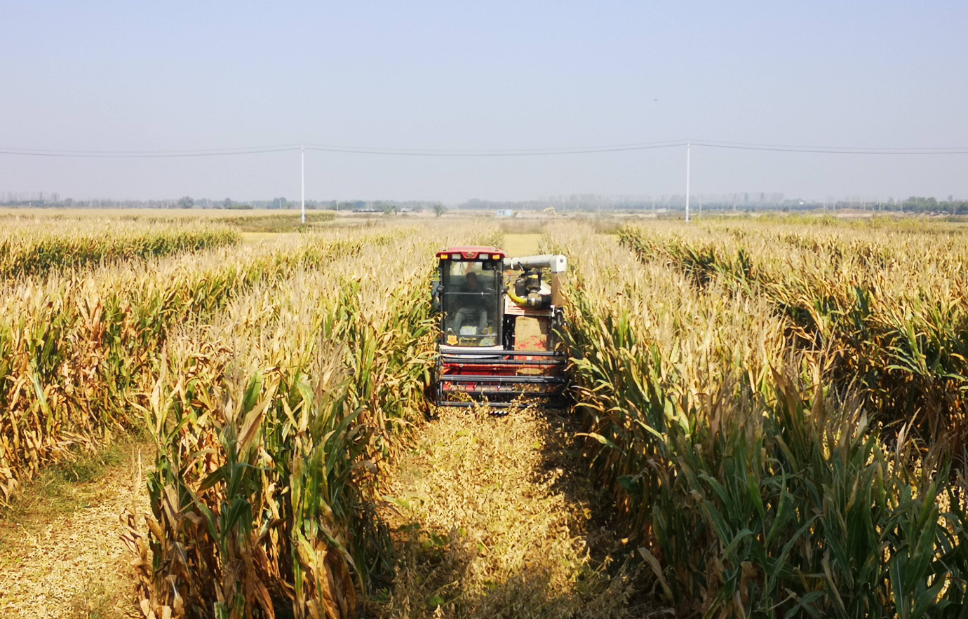 大豆玉米带状复合种植
