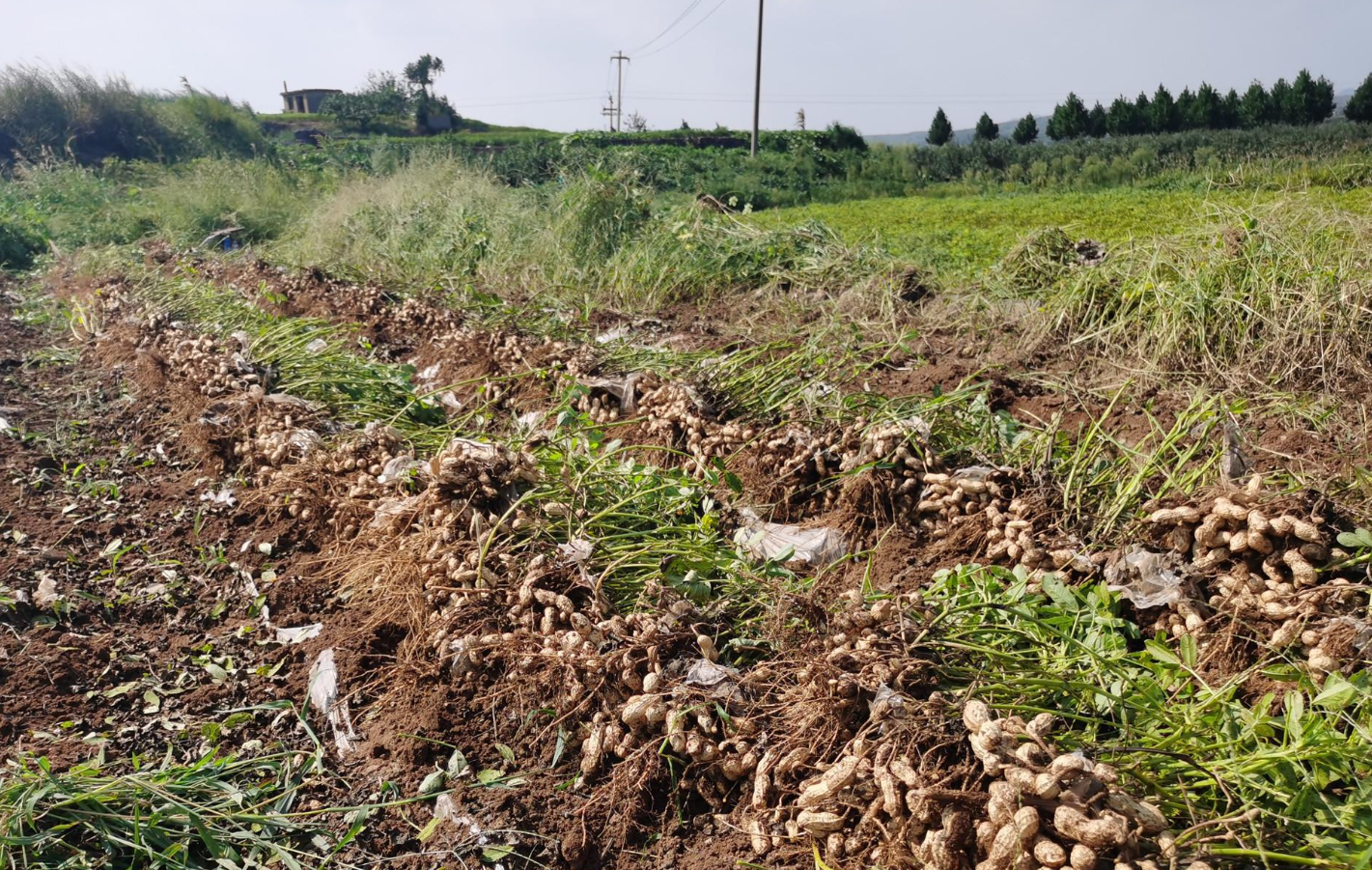 连阴雨突袭花生收获期三招锁鲜防霉保品质