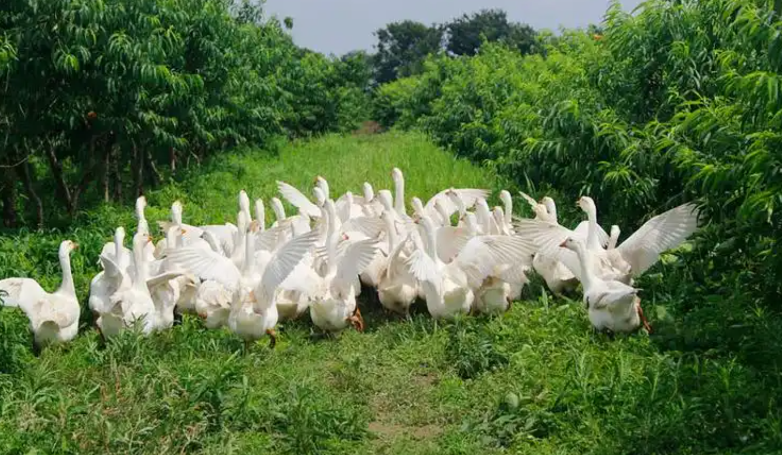 畜禽养殖禁养区是如何划定的？