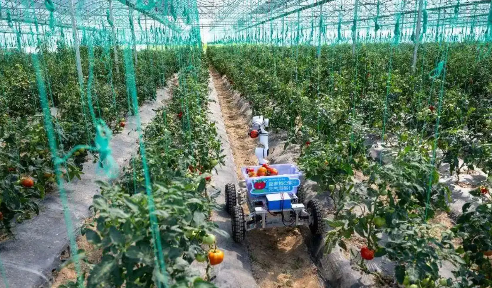 AI机器人采摘场景