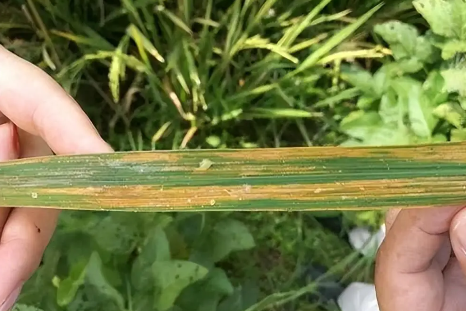 台风过后，水稻细菌性条斑病、白叶枯病等如何有效防控？