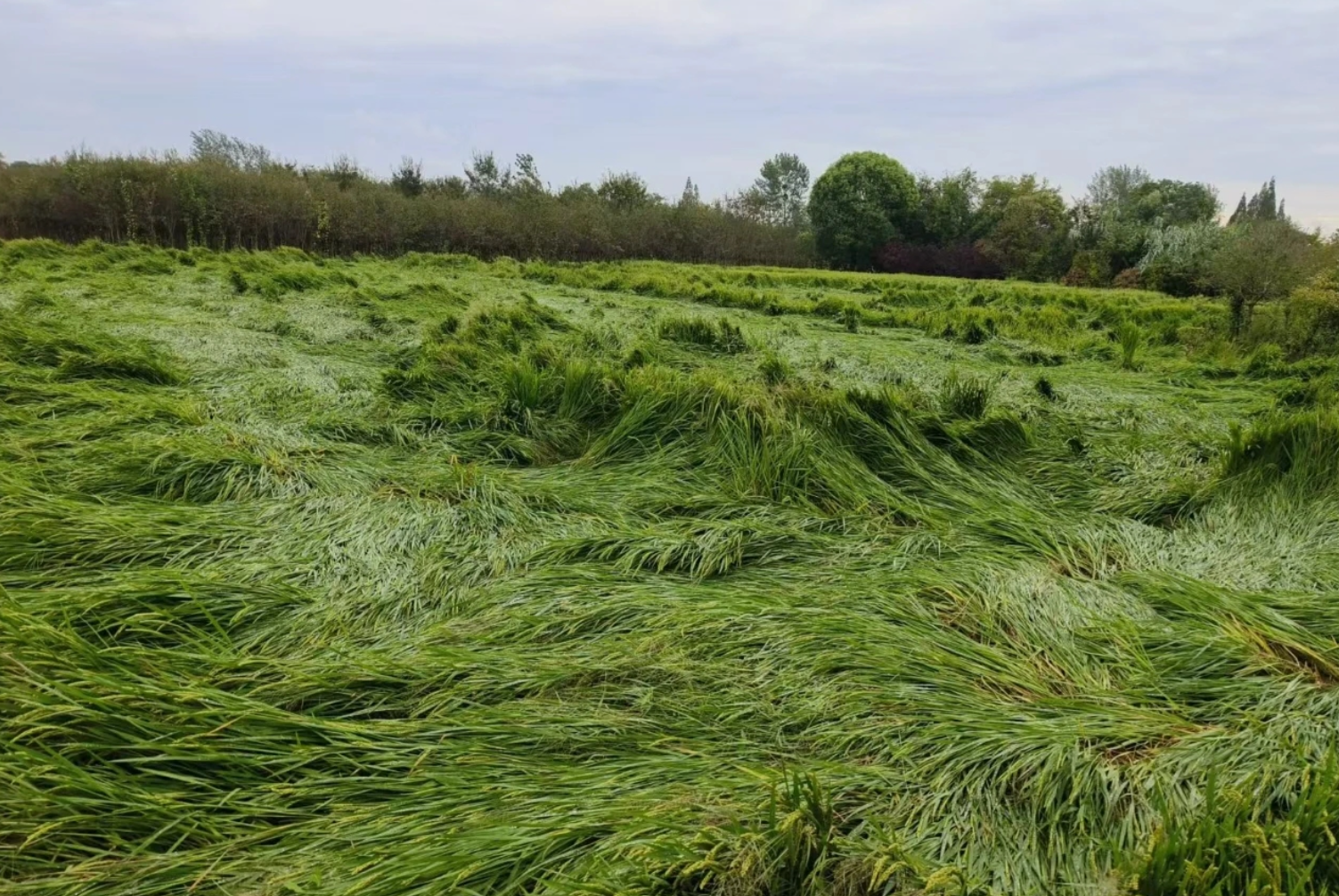 台风过后，水稻细菌性条斑病、白叶枯病等如何有效防控？