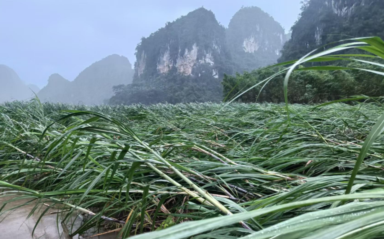 甘蔗受台风影响倒伏