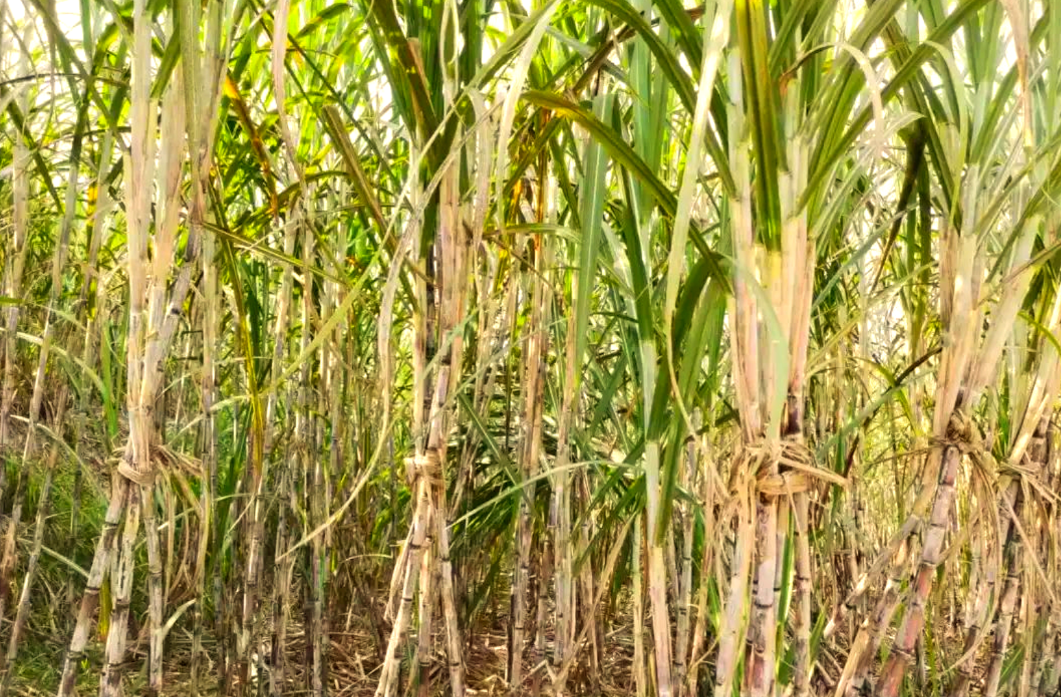 甘蔗等作物受台风影响倒伏后，有哪些灾后恢复和补救措施？