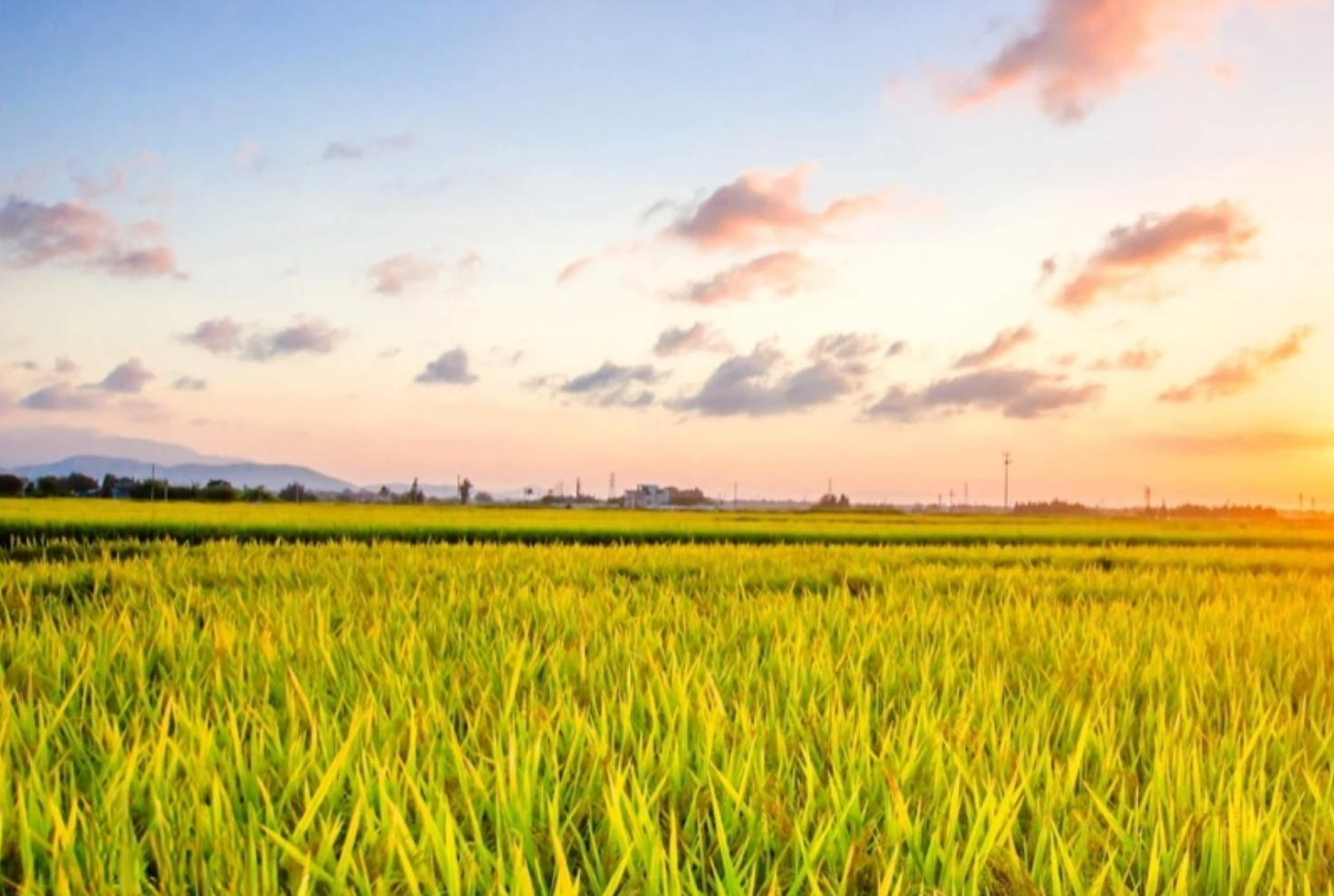 新疆温宿富硒大米