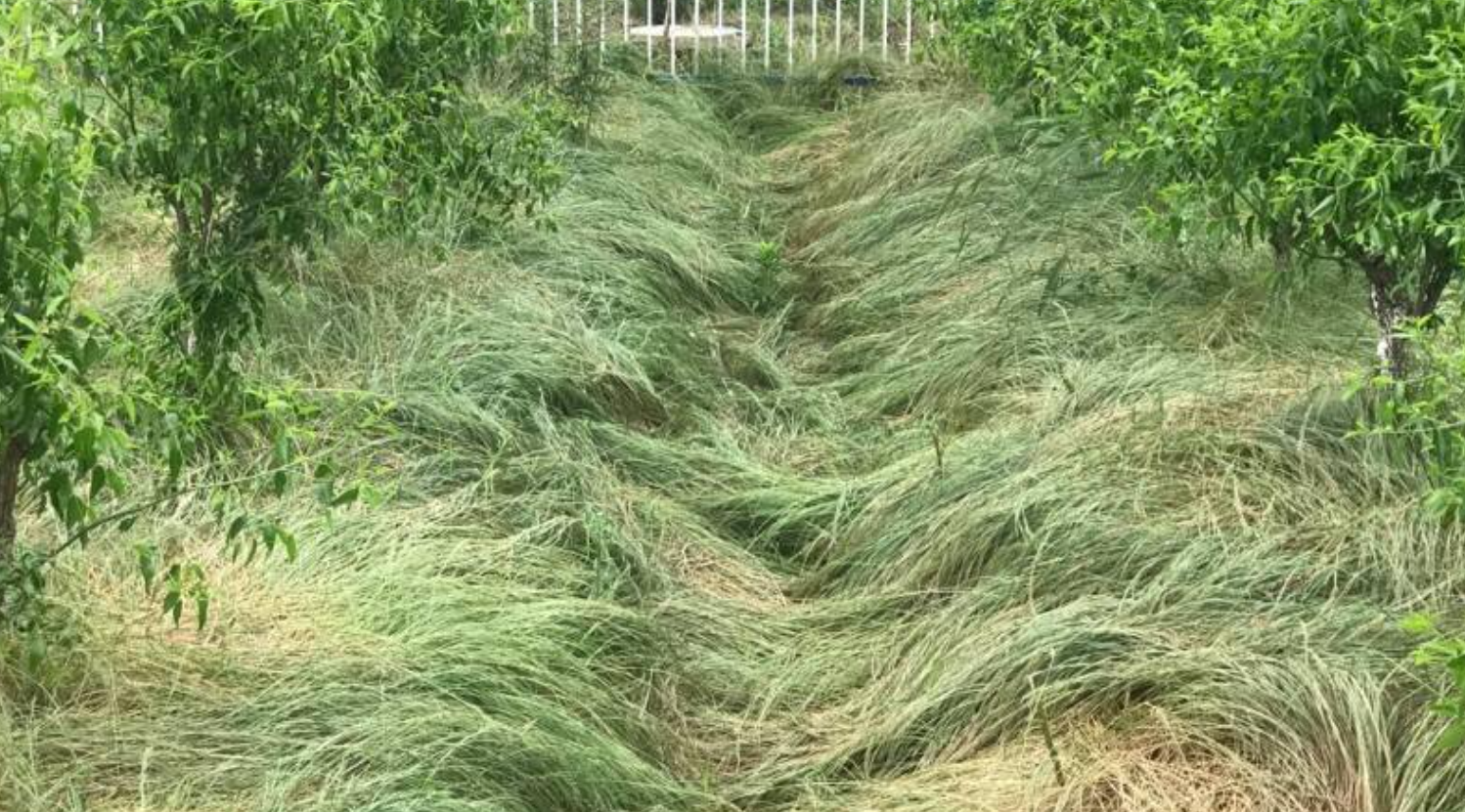 果园生草覆盖技术如何选择草种?