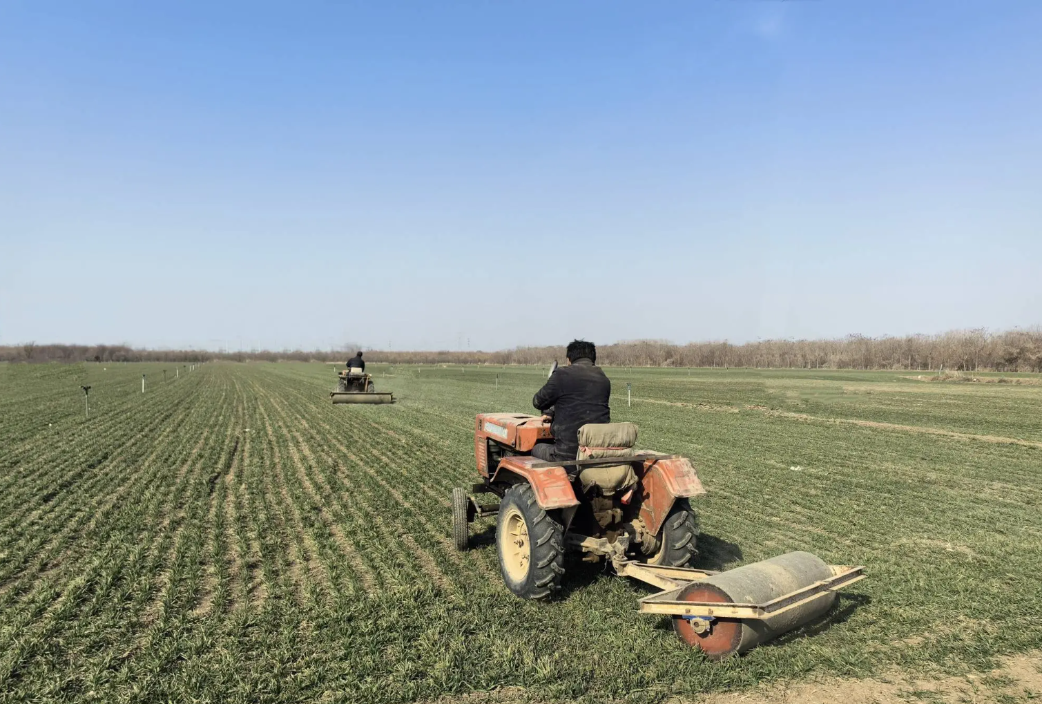 黄淮海麦区冬前镇压技术如何操作？