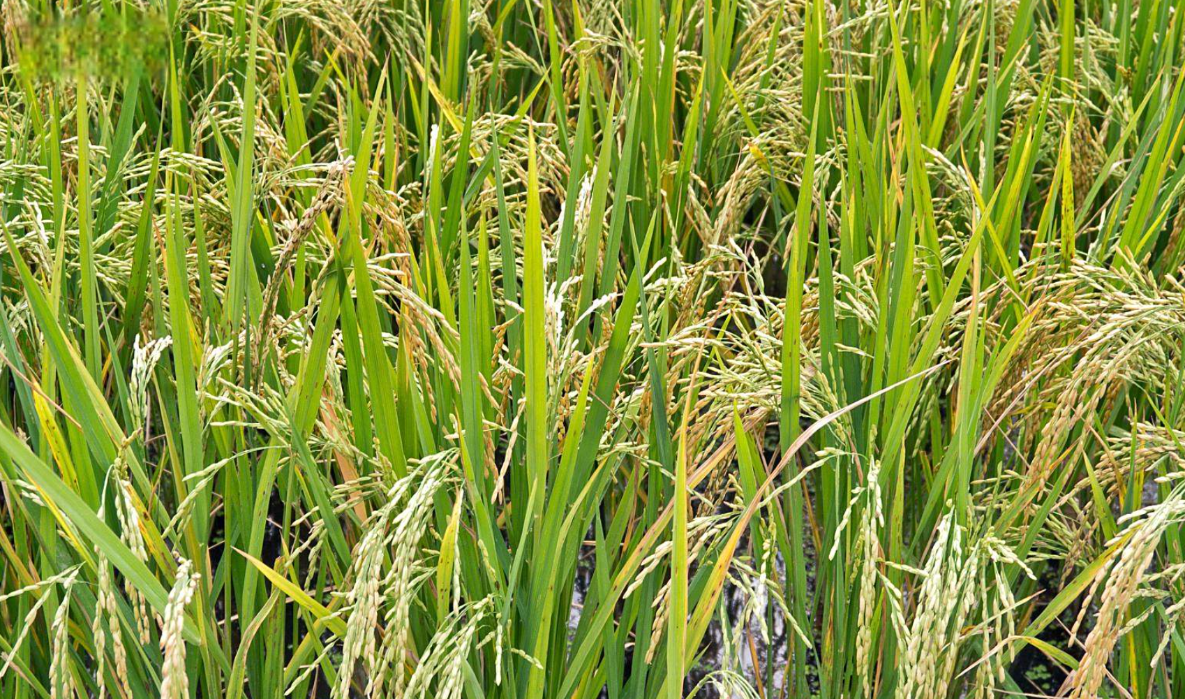 南方双季稻区如何科学防御寒露风？