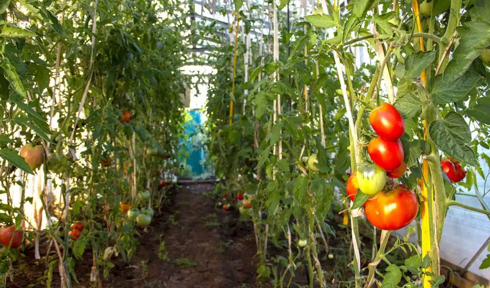 番茄潜叶蛾抗性监测如何开展？