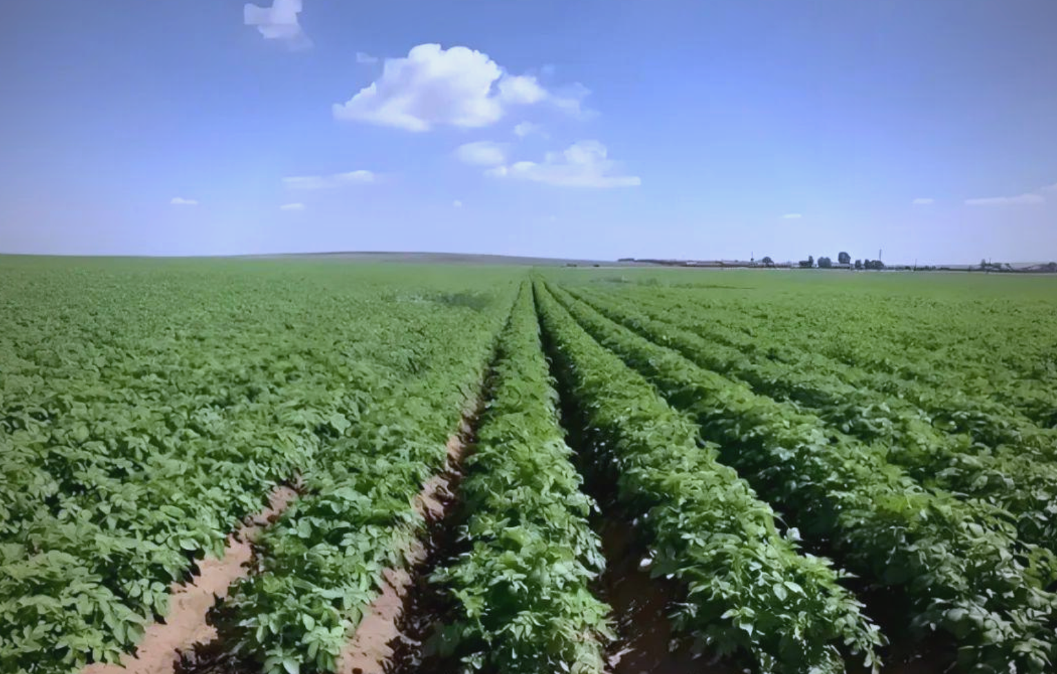 秋冬马铃薯种植的最佳时间