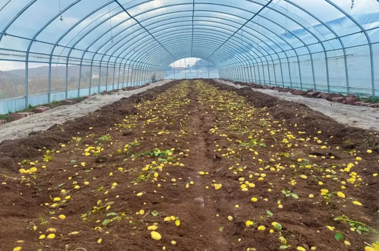 马铃薯种植大棚