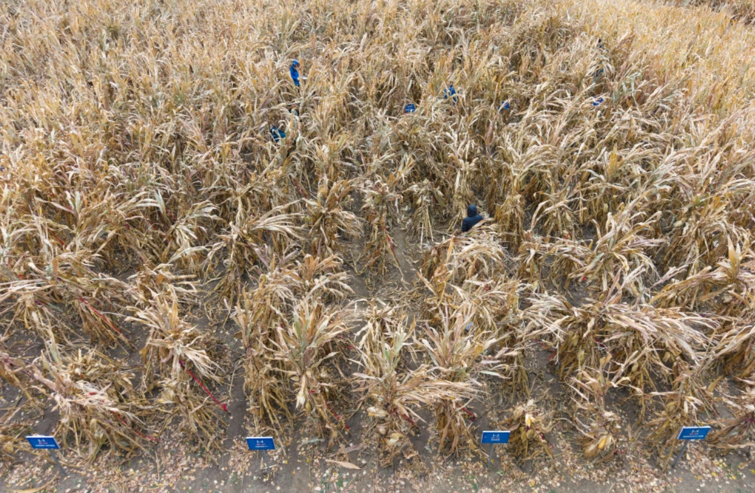 中国农大肇东实验站连续三年实现玉米“吨粮田”背后的技术密码