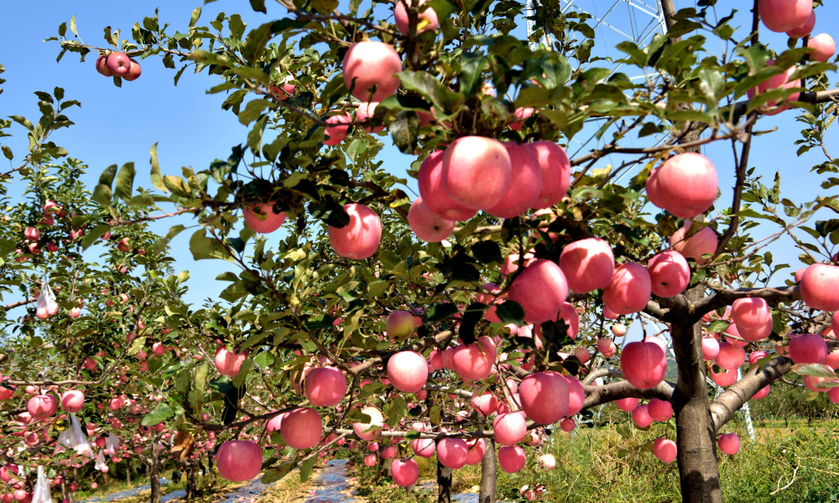为何益生菌能提升苹果品质