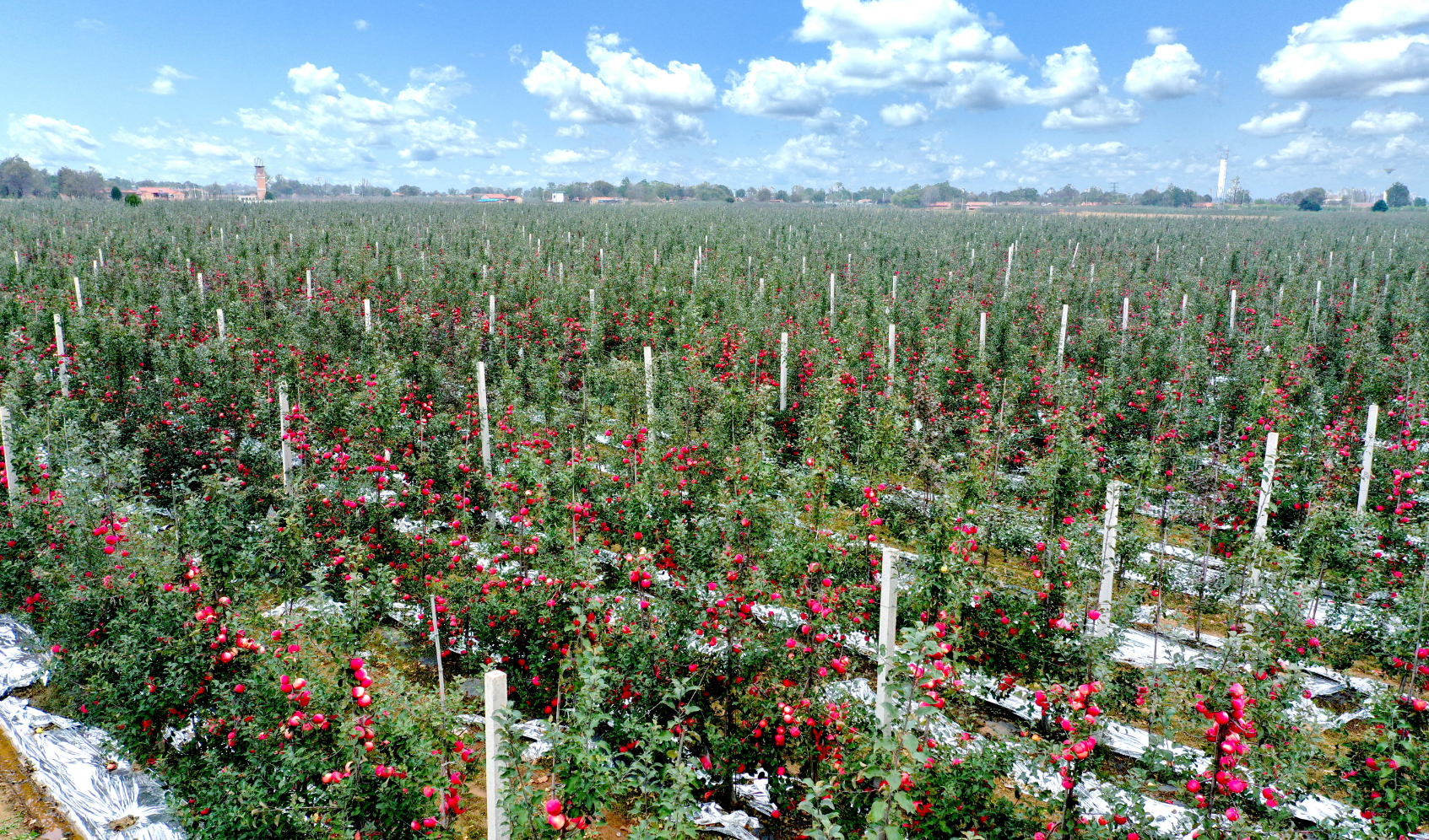 为何益生菌能提升苹果品质