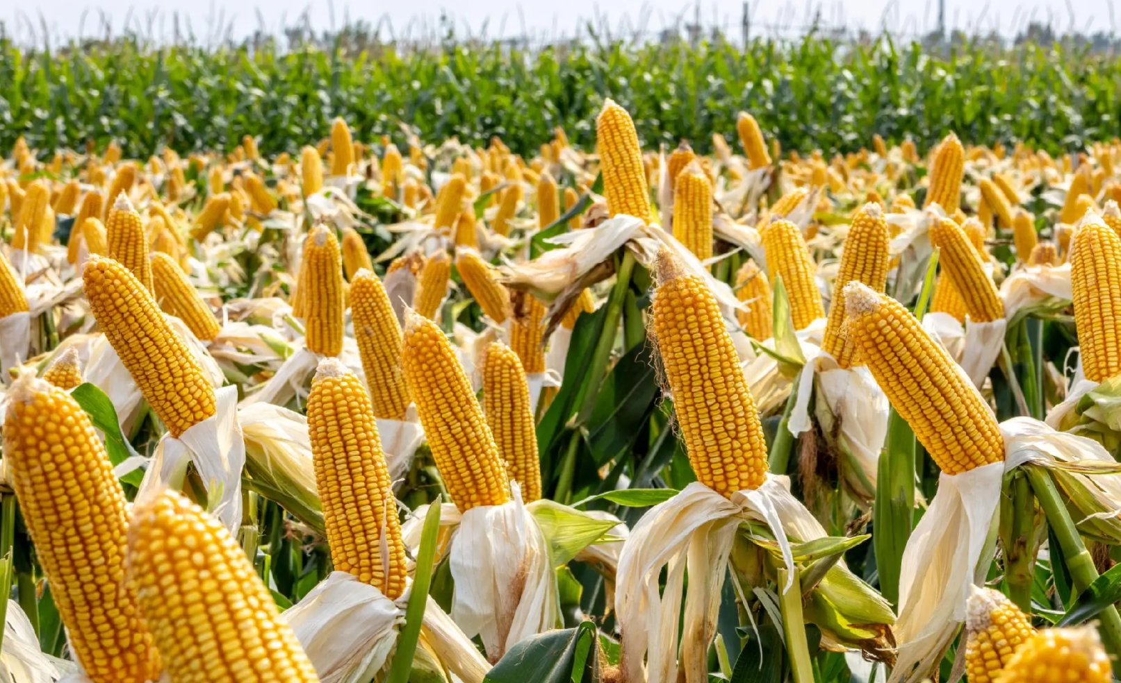 玉米丰收的场景