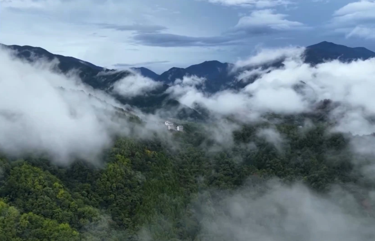 临安的生态与匠心突围之路