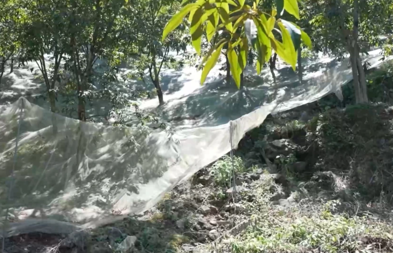 临安的生态与匠心突围之路