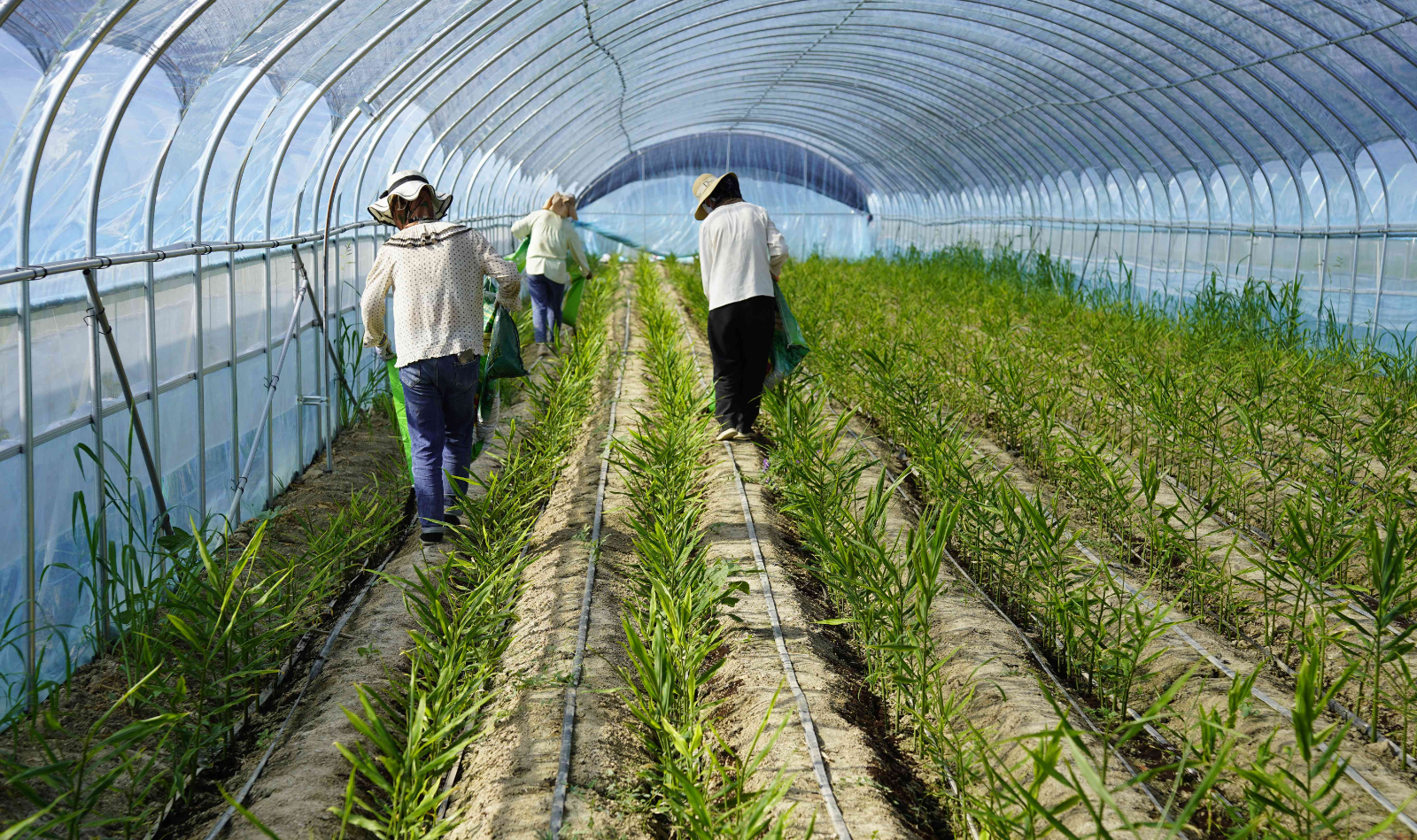 种植户给生姜施肥
