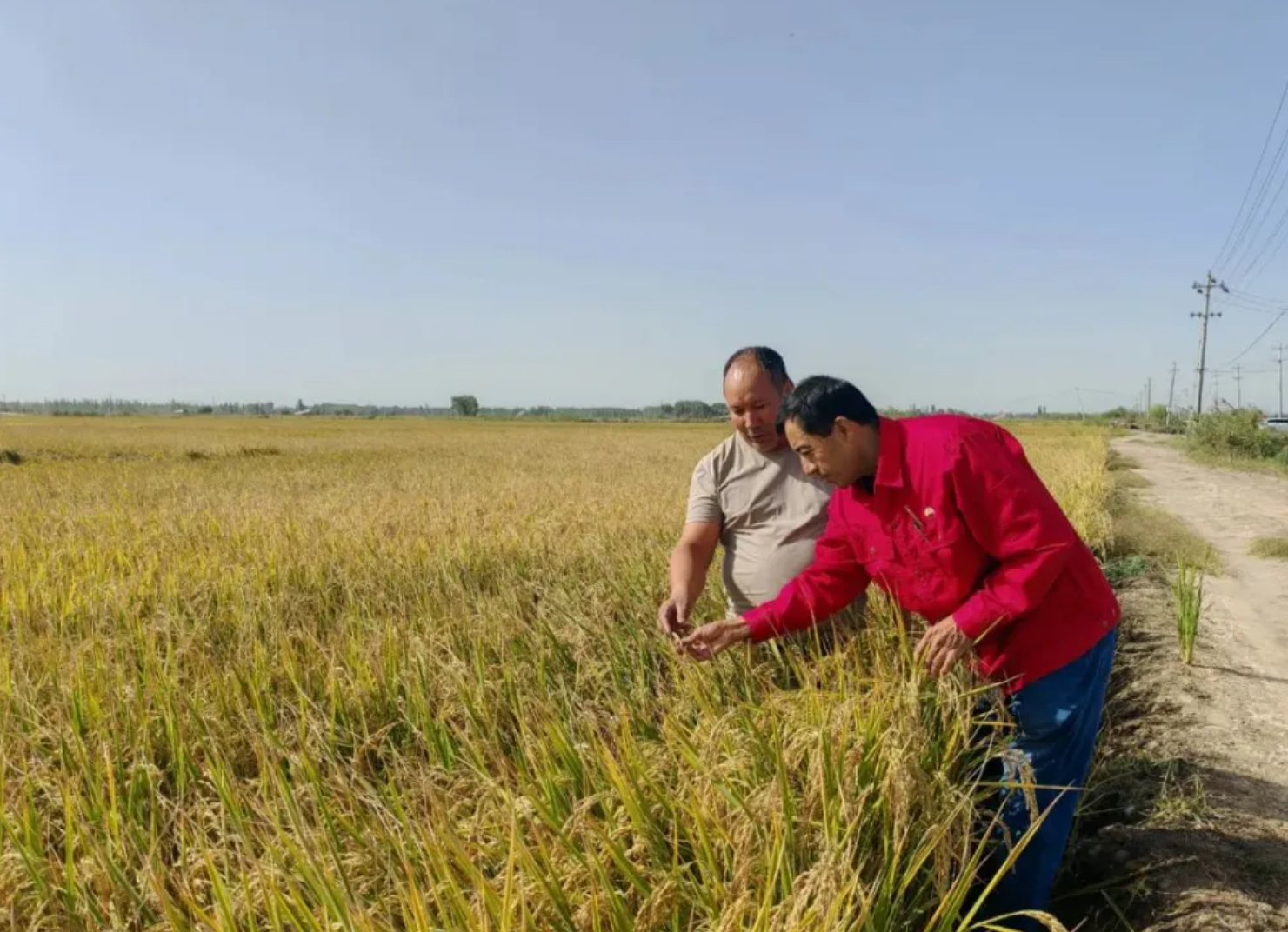泽普县:特色农业铺就乡村振兴富民路